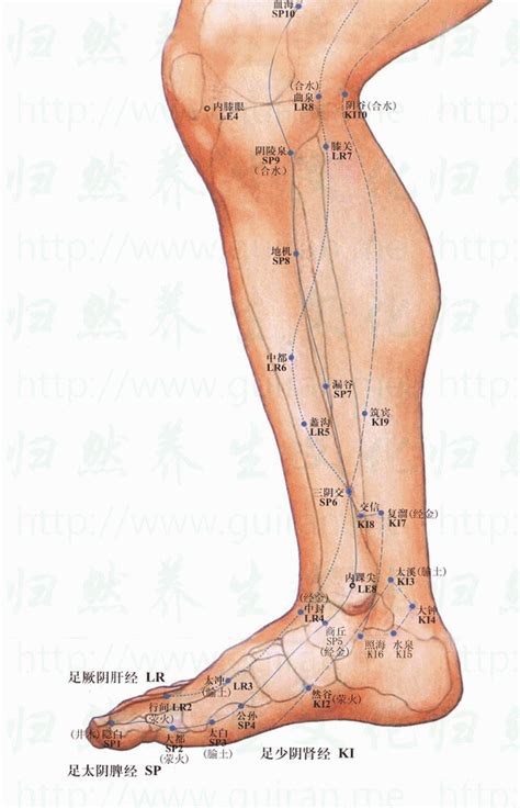 富溜穴|復溜穴:穴位解析,取法,穴位解剖,特異性,主治病症,刺灸法,名解,